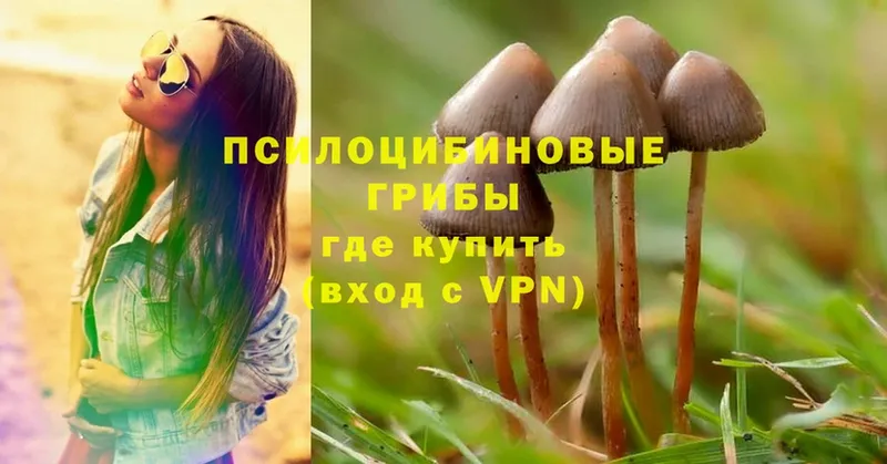 Псилоцибиновые грибы Psilocybine cubensis  Цоци-Юрт 